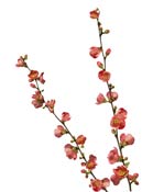 chaenomeles-brances