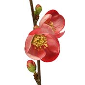 chaenomeles
