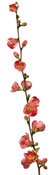 chaenomeles