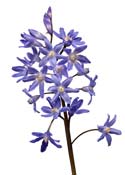 chionodoxa