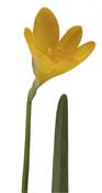 crocus-autumn-yellow