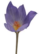 crocus-purple