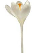 crocus-white