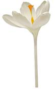 crocus-white
