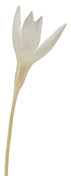crocus-white