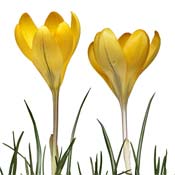crocus yellow