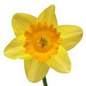 daffodil
