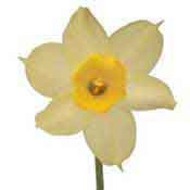 daffodil