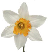 daffodil-white-orange