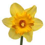 daffodil-yellow