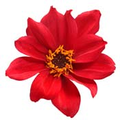 dahlia