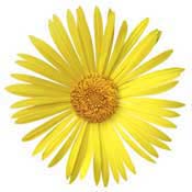 dorinicum