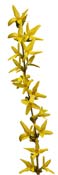 forsythia
