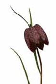 fritillary