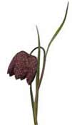 fritillary