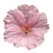geranium-sanguineum-pink