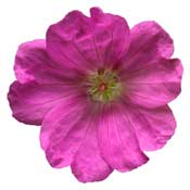geranium-sanguineum
