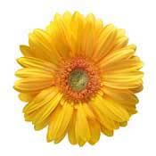 gerbera