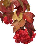 guelder-rose--viburnum-berries