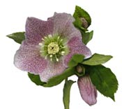 hellebore-pink