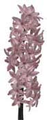 hyacinth-pink
