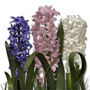 hyacinth-tricolour