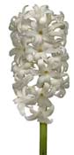 hyacinth-white