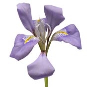 iris-purple