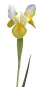 iris-yellow