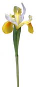 iris-yellow