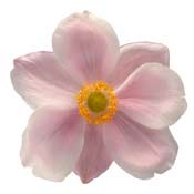 japanese-anemone