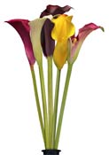 lilies-calla
