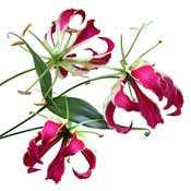lilies-flame-gloriosa