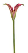 lily-calla-pink