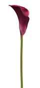 lily-calla-red