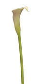 lily-calla-white