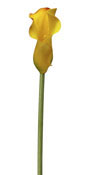 lily-calla-yellow