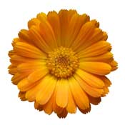 marygold