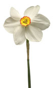 narcissus-poeticus-Phaeasan