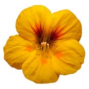nasturtium