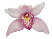 orchid-pink