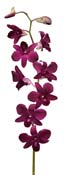 orchid-red