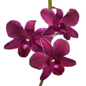 orchid-red