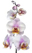 orchid-white-pink-yellow