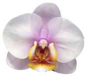 orchid-white-pink