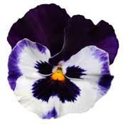 pansy-blue-white