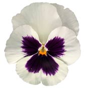 pansy