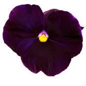 pansy
