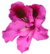 pelargonium