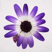pericallis